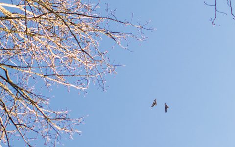 Kein Platz für Wintervögel